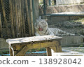 White tiger is laying on a wooden table in a zoo enclosure 138928042