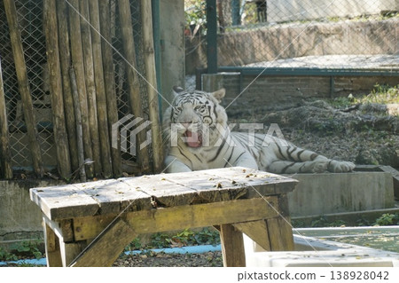 White tiger is laying on a wooden table in a zoo enclosure White tiger is laying on a wooden table in a zoo enclosure 138928042