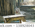 White tiger is laying on a wooden table in a zoo enclosure 138928043