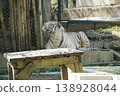 White tiger is laying on a wooden table in a zoo enclosure 138928044