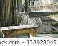 White tiger is laying on a wooden table in a zoo enclosure 138928045