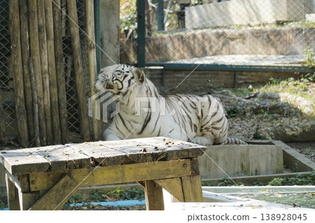 White tiger is laying on a wooden table in a zoo enclosure White tiger is laying on a wooden table in a zoo enclosure 138928045