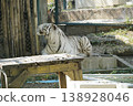White tiger is laying on a wooden table in a zoo enclosure 138928046