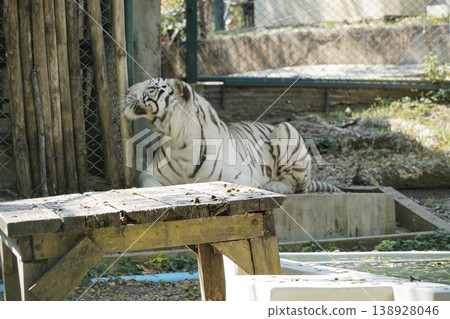 White tiger is laying on a wooden table in a zoo enclosure 138928046
