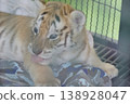Baby tiger is licking its paw 138928047