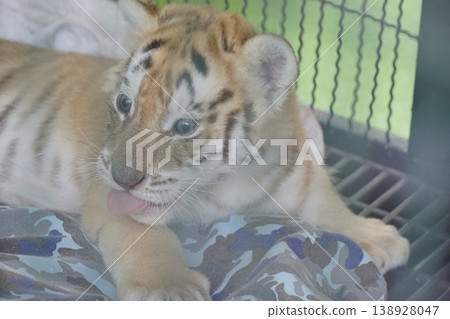 Baby tiger is licking its paw 138928047