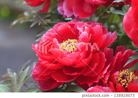 Large, bright red peonies Large, bright red peonies 138928073