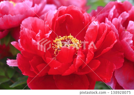 Large, bright red peonies Large, bright red peonies 138928075