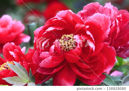 Large, bright red peonies Large, bright red peonies 138928080