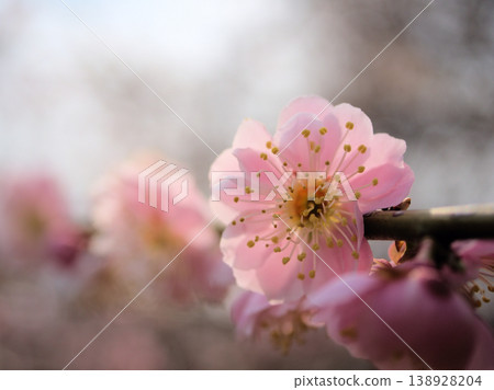 美麗的粉紅梅花樹“藤蔓垂”在三月盛開。 美麗的粉紅梅花樹“藤蔓垂”在三月盛開。 138928204
