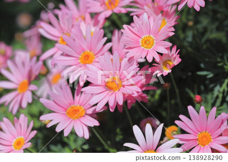 Double-flowered margaret Double-flowered margaret 138928290