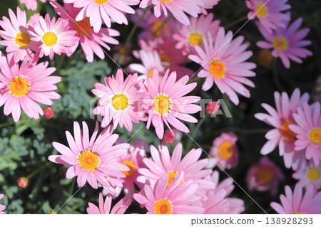 雙花瑪格麗特 雙花瑪格麗特 138928293