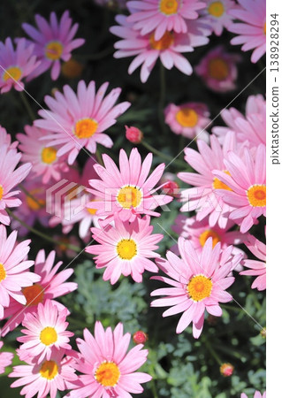 雙花瑪格麗特 138928294