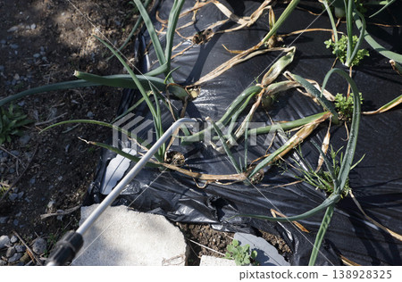 I sprayed fungicide on the onions because they were diseased. 138928325