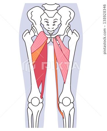 Adductor muscles (thigh muscles) Adductor muscles (thigh muscles) 138928346
