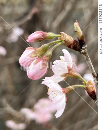 bloom, blossom, blossoms 138928348