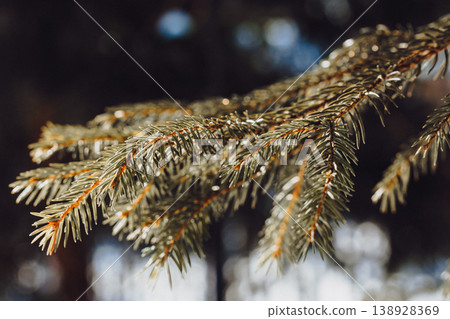 A green branch of a young fir tree. Conifer tree. Christmas tree. Photo with bokeh effect. A green branch of a young fir tree. Conifer tree. Christmas tree. Photo with bokeh effect. 138928369