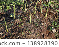 Ginger sprouts, spring 138928390