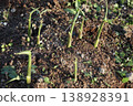 Ginger sprouts, spring 138928391