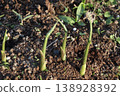 Ginger sprouts, spring 138928392