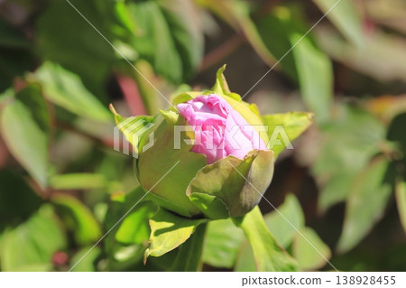 Pink peony buds Pink peony buds 138928455