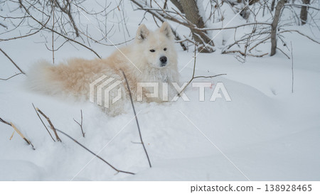 A portrait of a Samoyed dog on a walk in winter. A portrait of a Samoyed dog on a walk in winter. 138928465