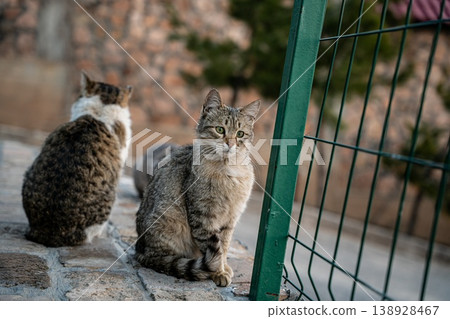 Curious Cat Near a Fence Curious Cat Near a Fence 138928467