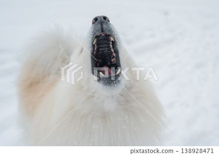 A portrait of a Samoyed dog on a walk in winter. A portrait of a Samoyed dog on a walk in winter. 138928471