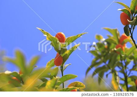 Ripe kumquat fruit Ripe kumquat fruit 138928576