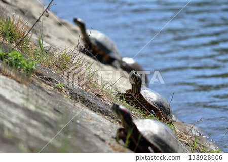 A turtle basks in the sun, bracing itself against the riverbank to avoid slipping off. 138928606