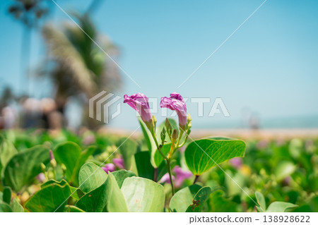 Vibrant Pink Flowers Blooming Amid Lush Green Leaves on a Bright Sunny Day by the Beach in Tropical Landscape Vibrant Pink Flowers Blooming Amid Lush Green Leaves on a Bright Sunny Day by the Beach in Tropical Landscape 138928622