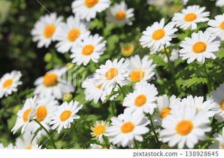 Flowers that bloom from spring to early summer North Pole 138928645