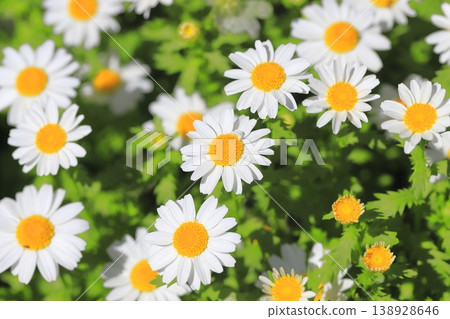 Flowers that bloom from spring to early summer North Pole 138928646