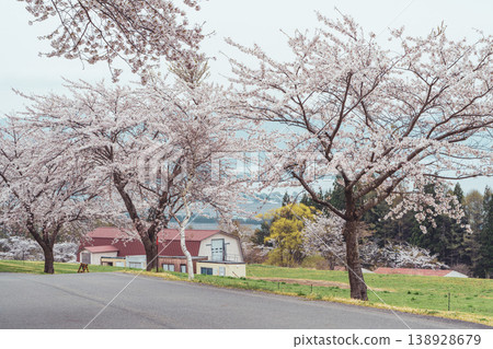 福島縣豬苗代町磐梯山牧場的櫻花盛開,鄉村景色優美:美麗的春日景象。 福島縣豬苗代町磐梯山牧場的櫻花盛開,鄉村景色優美:美麗的春日景象。 138928679