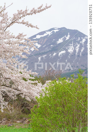 福島縣豬苗代町磐梯山牧場的春日景色,磐梯山和櫻花點綴著這片土地。 福島縣豬苗代町磐梯山牧場的春日景色,磐梯山和櫻花點綴著這片土地。 138928751