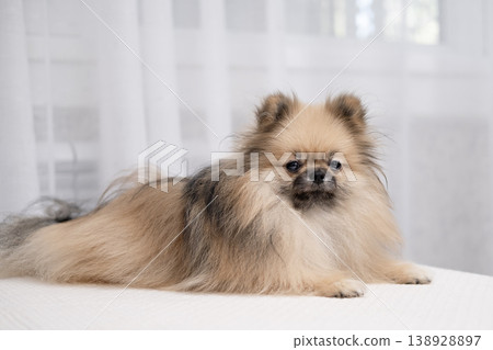 A cute Pomeranian lies on a light bed A cute Pomeranian lies on a light bed 138928897