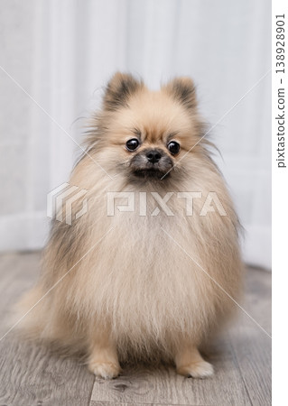 A cute Pomeranian dog plays with a ball on the floor at home A cute Pomeranian dog plays with a ball on the floor at home 138928901