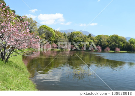 櫻花盛開在湖中 138928918