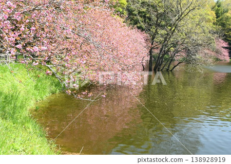 盛開的櫻花沉入湖中 盛開的櫻花沉入湖中 138928919