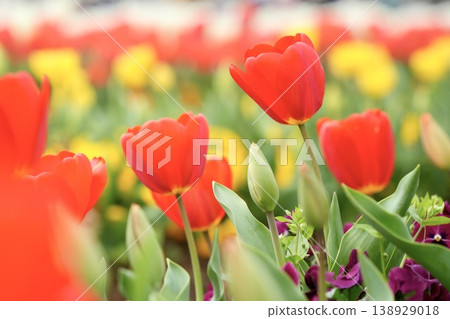Cute red tulips in a flower field Cute red tulips in a flower field 138929018