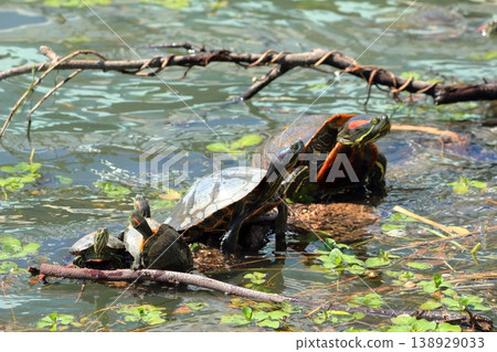 Smaller turtles compete for space, avoiding a larger turtle that is leisurely basking in the sun on a piece of driftwood. Smaller turtles compete for space, avoiding a larger turtle that is leisurely basking in the sun on a piece of driftwood. 138929033