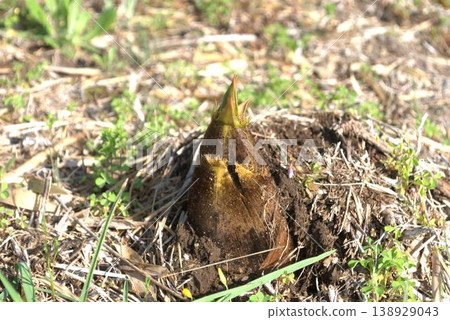 Bamboo shoots are growing 138929043