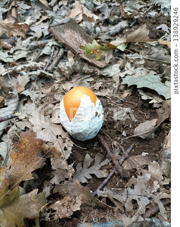 Amanita caesarea I found in the forest Amanita caesarea I found in the forest 138929246