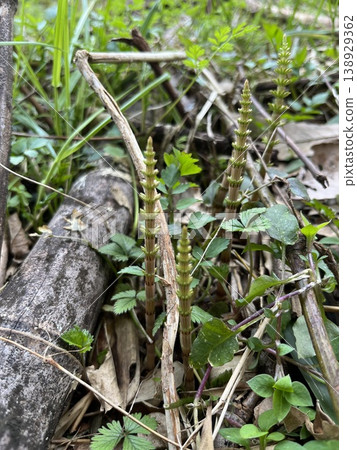 新發芽的問荊(Equisetum arvense) 新發芽的問荊(Equisetum arvense) 138929362