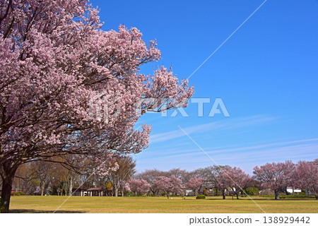 春天的花朵:小花櫻花 春天的花朵:小花櫻花 138929442