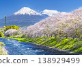 The breathtaking view of Ryuganbuchi, a popular tourist spot in Shizuoka, with cherry blossom trees and Mount Fuji seen from the Urui River [Fuji City, Shizuoka Prefecture] 138929499
