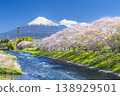 The breathtaking view of Ryuganbuchi, a popular tourist spot in Shizuoka, with cherry blossom trees and Mount Fuji seen from the Urui River [Fuji City, Shizuoka Prefecture] 138929501