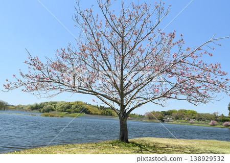 春天來了。 138929532