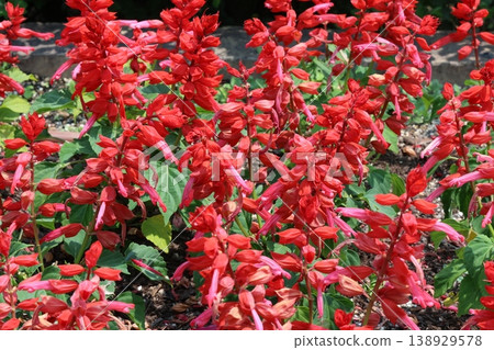 紅色丹參花 紅色丹參花 138929578