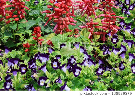 紅色鼠尾草花和三色堇 138929579